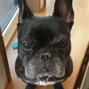 ゴンさん