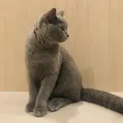 コー子