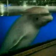 ウァンウァン