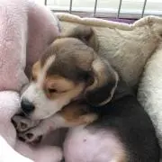 もんぶらこの画像