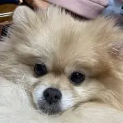えふひさ