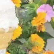 N子の画像