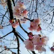 しろくまの画像