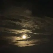 ぽぽの画像
