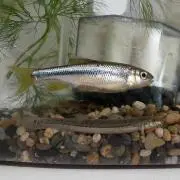 ドジョウの画像