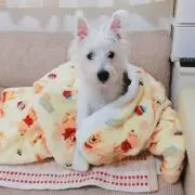 ALL ABOUT 板野だ!! ニャロメ - メルカリ