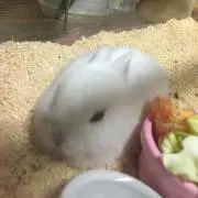 よう