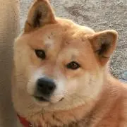 さくぽんの画像