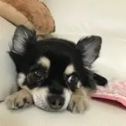 ひろの画像