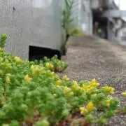 ryoryoの画像