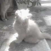 chankoの画像
