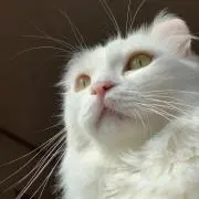 ぬかの画像