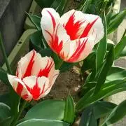 楓