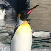 Ayu