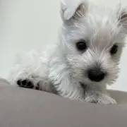 けーまま