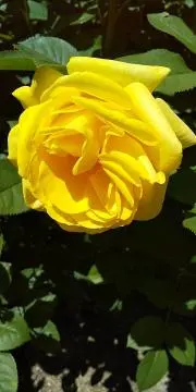 姫の画像