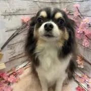 はる