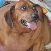 チワ犬の画像