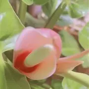 &ねこ大好き