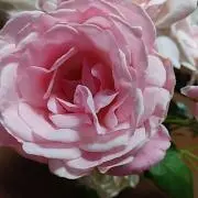 キリコの画像