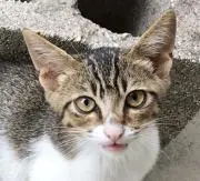リックの画像