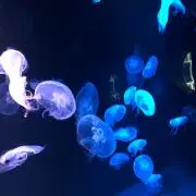 A.Y