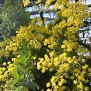 Be - leoの画像