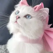runaの画像