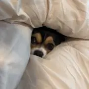 ハルぱぱの画像