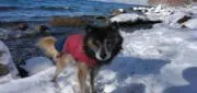まったけの画像