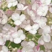 ☆peko☆の画像