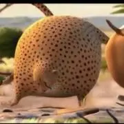 コンドルの画像