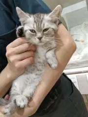 マンチカンの画像