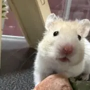 ニヨヨの画像