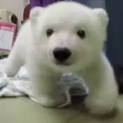 しろくま