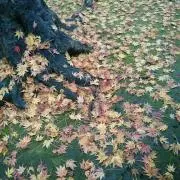 ラララプンツェル