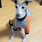 チャーリーくんの画像