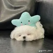 kulの画像
