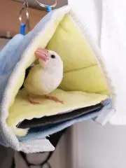 きぃの画像