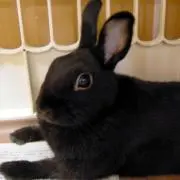 すぱりおの画像