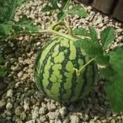 tr☆プロフ必読の画像
