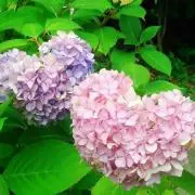 みるく♡捨て活の画像