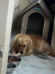 とくじ