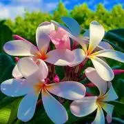 プルメリアハワイ大好き♥お早め発送の画像
