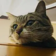 とうきちの画像