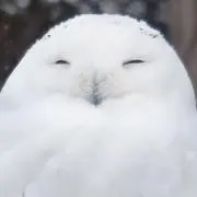 ナルミックスの画像