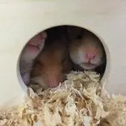 みみこの画像