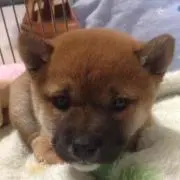 ナッツ