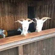 (っ ॑꒳ ॑c)の画像