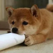 まっしゅ＊の画像